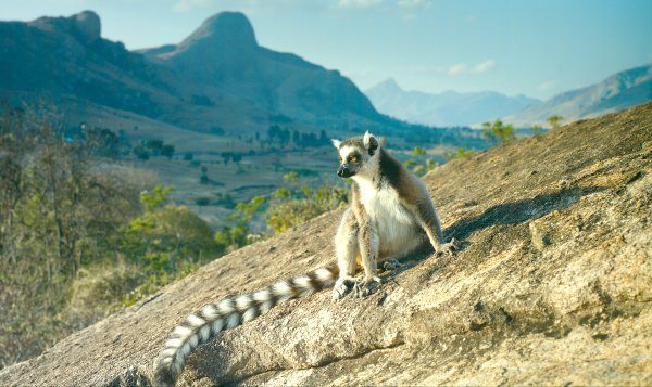 Island of Lemurs Madagascar & The Science of Rock ‘n Roll Giveaway