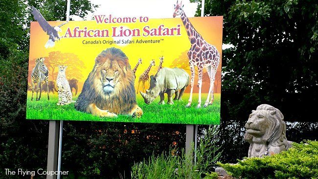 Go Wild at African Lion Safari