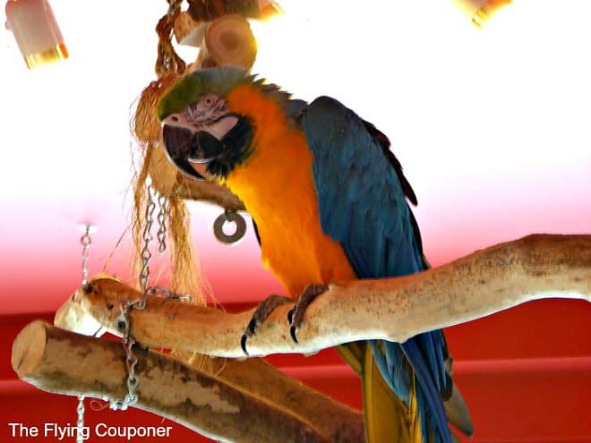 Bird Kingdom Niagara Falls Blue-and-Gold Macaw