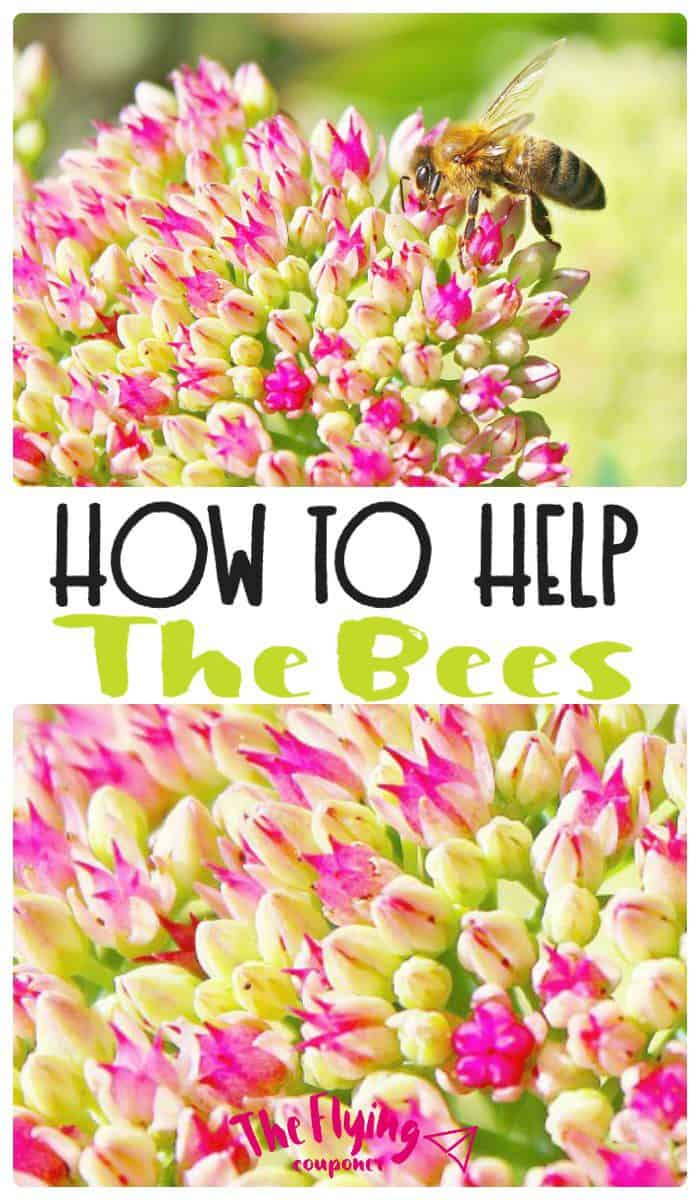 How to help the Bees. Plant wildflowers in your garden. Gardening tips and ideas. The Flying Couponer.