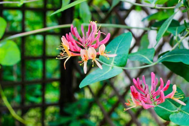 Backyard Ideas: Plants That Attract Butterflies