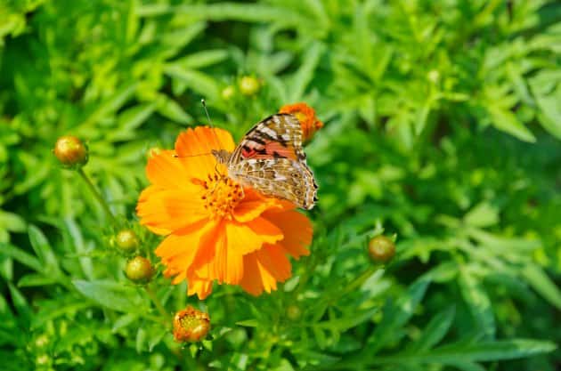 Backyard Ideas: Plants That Attract Butterflies